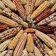 Los transgénicos: ¿son peligrosos?