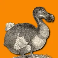 Testarda