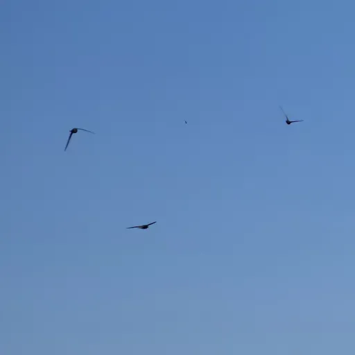 você prefere o Céu... ou os passarinhos?