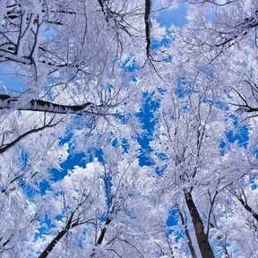 FS_SNOW