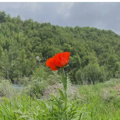 390. Tirsa Spas Çêdike