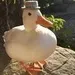 Quack FM