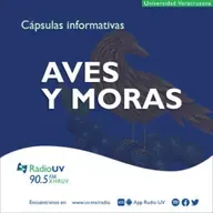 Aves y Moras - Reto de lectura