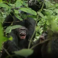 Aparici en Órbita s08e32: Una "guerra civil" divide a un grupo de chimpancés en Uganda