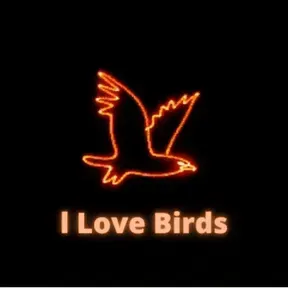 I love birds
