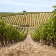 En Clave Rural: Cómo afectarán barreras arancelarias de Trump a las pequeñas y medianas bodegas