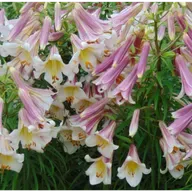 The Goldilocks Issue and Dyscalculia