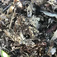 Mycorrhizal Activity and Your Plants' Health