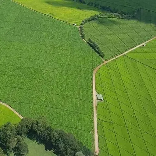 KWOMPISIK - KIPCHAMBA ARAP TAPOTUK.mp3