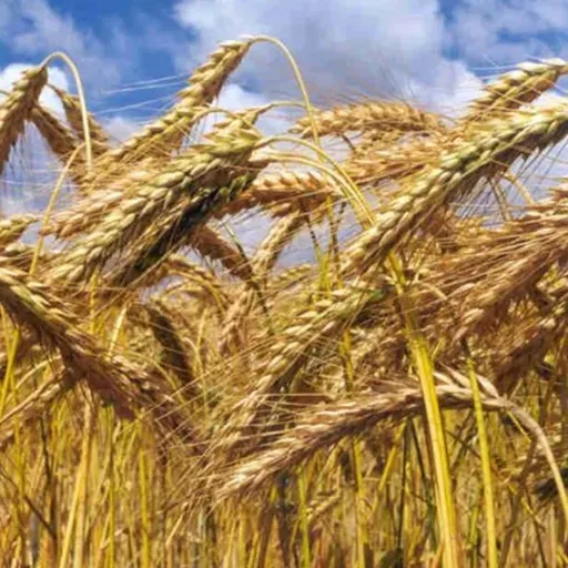 60-1208 La Edad De La Iglesia ​De Tiatira - Hno William Branham