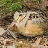 How the Woodcock’s Journeys Connect Us