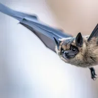 The truth about bats with Eric Wolf