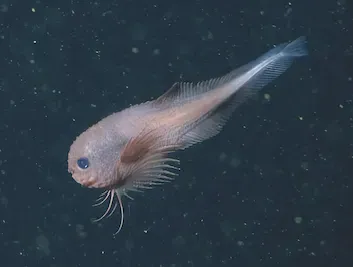 Yeni Bir Balık Türü Keşfedildi