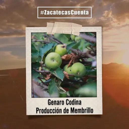 Genaro Codina Cuenta con producción de membrillo