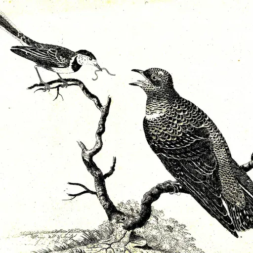 Zum Tiktok! Supernormale Attrappen