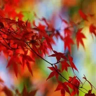 وقتی بهار به سرقت رفت