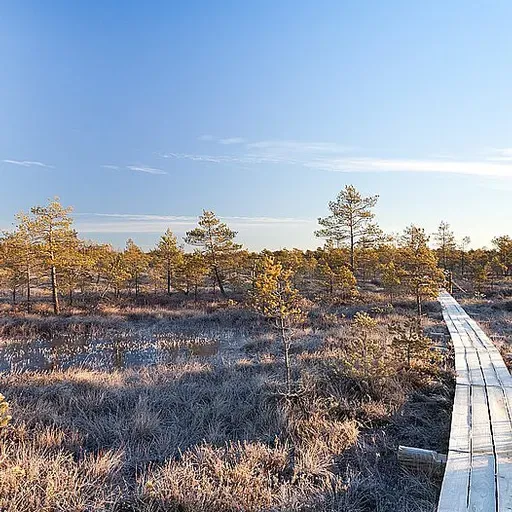 Зеленое болото: как происходит мелиорация