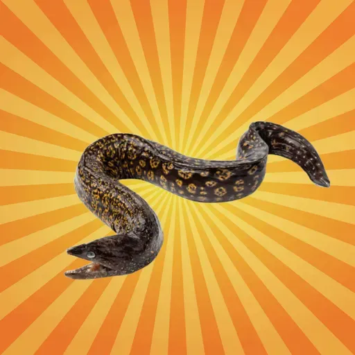 La murène géante fait peur à tort !