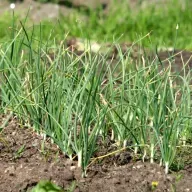 El que vale para madrugar vale para «remudar»