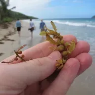 The Great Atlantic Sargassum Belt