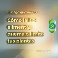 El riego que no ves: cómo la luz alimenta, quema o limita tus planta
