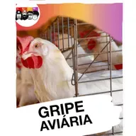 Gripe aviária: o que você precisa saber agora que o H5N1 chegou ao Brasil