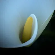 Osíxeno