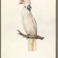 S8 Ep527: Jeremy Zakis discusses shifting bird alliances in New South Wales, noting minor birds ganging up with vandalistic cockatoos to form a second front against property.