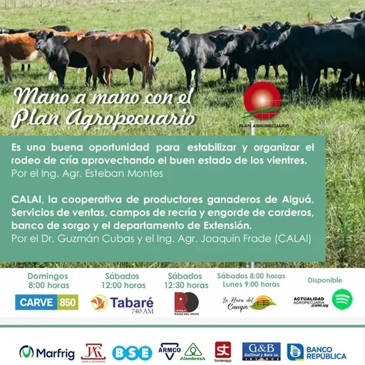 Rodeo de cría. Cooperativa de productores ganaderos de Aiguá.