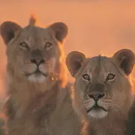 Starting in the Ruins: Of Lions and Games with Crypto-Advocate and Changemaker Andrea Leiter