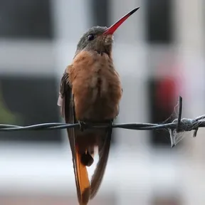 tsmradiopicacholavozdelabiosfera