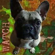 Watchdog Radio