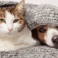 Pets no frio