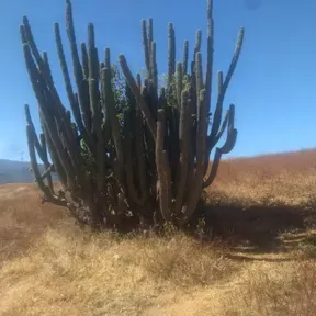 la unica