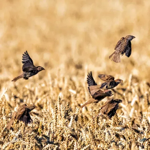 S7 Ep23: How killing sparrows contributed to the Great Chinese Famine