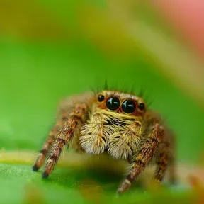 Tarantula-Streams
