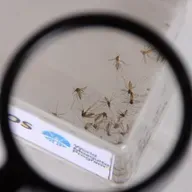 A chuva pode trazer um inimigo de volta: o mosquito da dengue, da zika e da chikungunya!