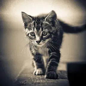 muzzzzzz