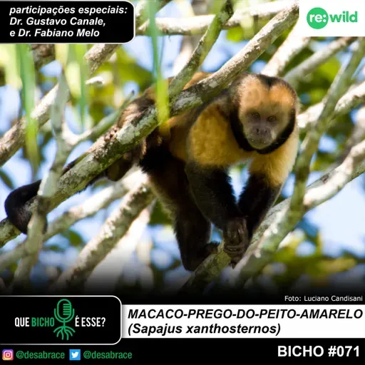 #vAPODN: macaco-prego-do-peito-amarelo (Sapajus xanthosternos)