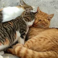 #258 - Paano maging kuntento sa buhay?