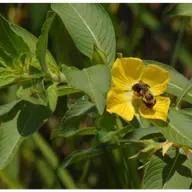 2025 Goals and Themes