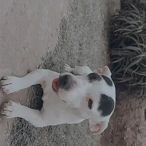 Leiito