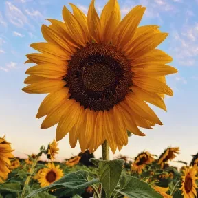 GIRASOL FM