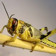 Le journal du 23 décembre 2025 - Risques acridiens : le Conseil d’administration du CNLA en session ordinaire