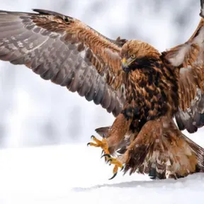 radio misionera zona sur