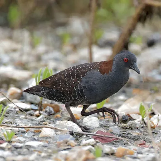 Conserving Wetlands for Black Rails
