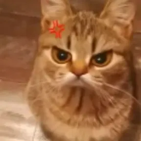 Gato Chamuco