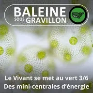 S07E75 Et le Vivant se mit au vert 3/6 : Les feuilles, des mini-centrales d'énergie