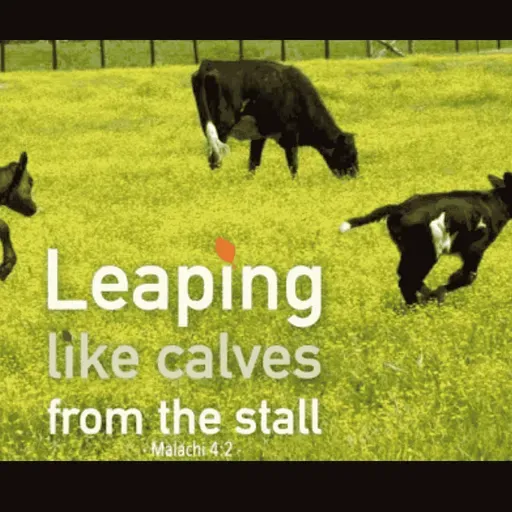 S4 Ep106: Leaping Like Calves--Malachi