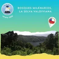 Ojo de Águila Cap 81- Bosques milenarios, la selva valdiviana...